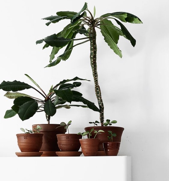 Green Home Book