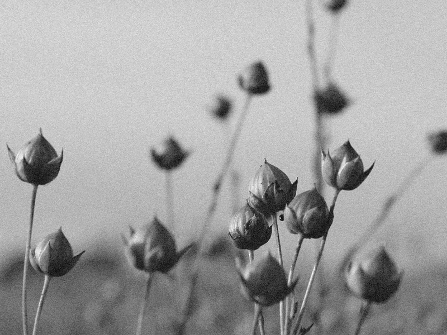 Aiayu "Kanika sweater – linen" Green Wood